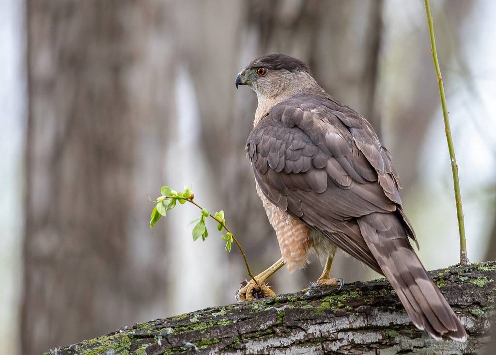 Cooper's Hawk by airboy123 is licensed under CC BY-NC-SA 2.0